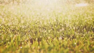 Çimenlerin üzerinde düşen köpüklü su damlaları