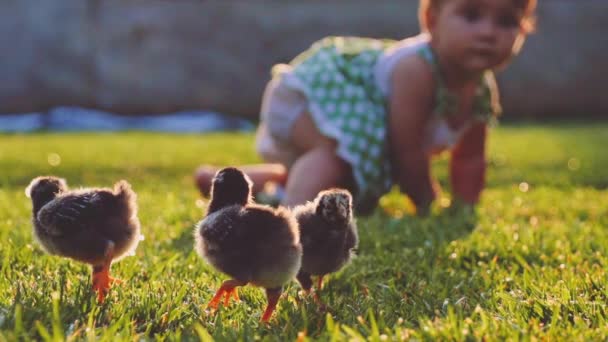 Ragazza del bambino che gioca con piccoli polli — Video Stock