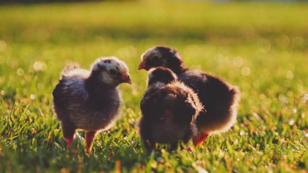 Μικρό κοτόπουλα μωρό σε ένα πράσινο γρασίδι — Αρχείο Βίντεο