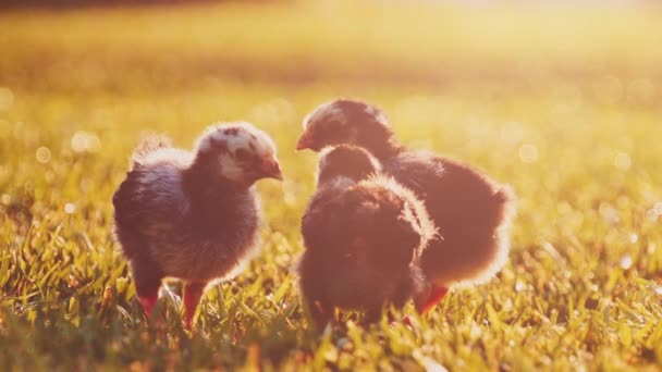 Malé dítě kuřata na zelené trávě — Stock video