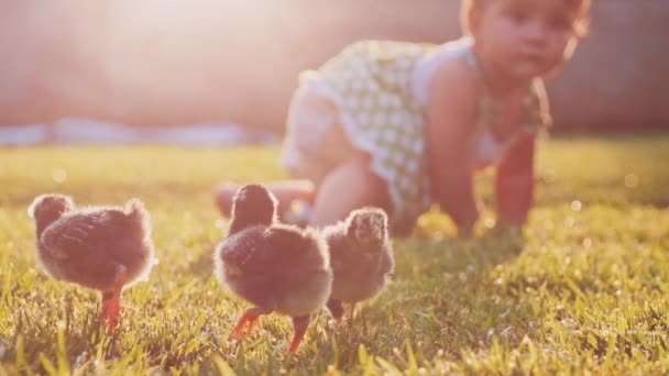 Маленькая девочка играет с маленькими цыплятами — стоковое видео