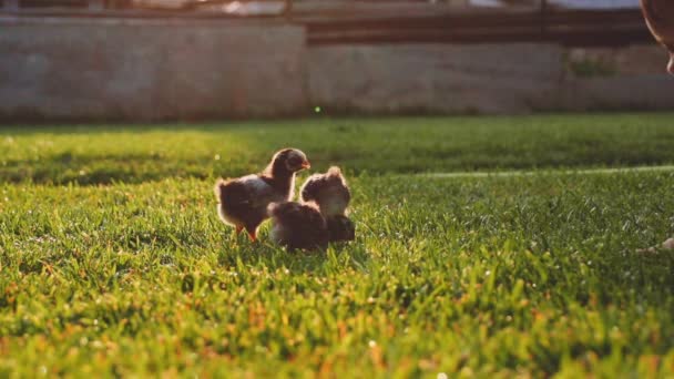 Lilla baby kycklingar på ett grönt gräs — Stockvideo