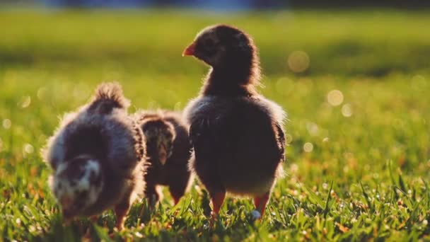 Kleine Baby-Hühner auf einem grünen Gras — Stockvideo