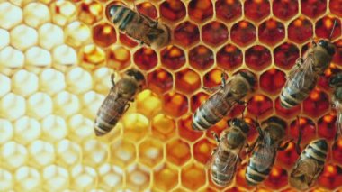 Petek arı görünümü