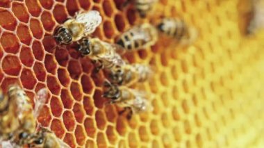 Petek arı görünümü