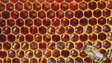 Petek arı görünümü