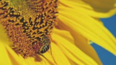 Arı ayçiçeği üzerinde çalışma