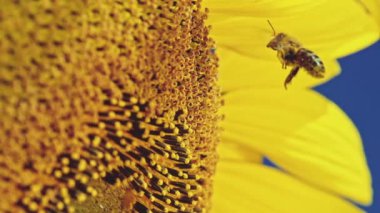 Arı ayçiçeği üzerinde çalışma