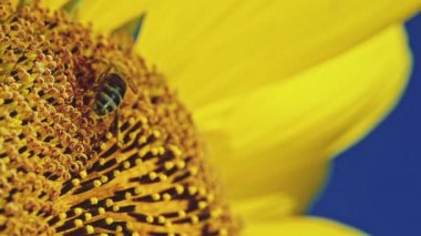 Arı ayçiçeği üzerinde çalışma