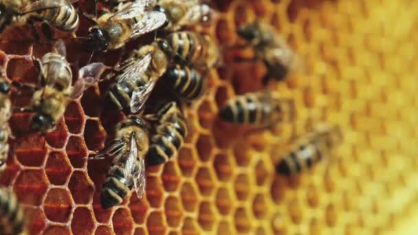 Vista de abejas en panal — Vídeos de Stock