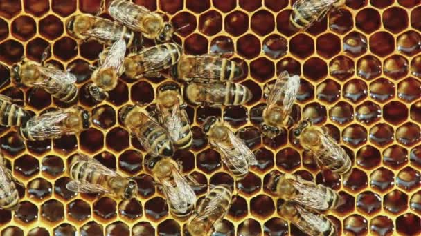 Vista de abejas en panal — Vídeos de Stock