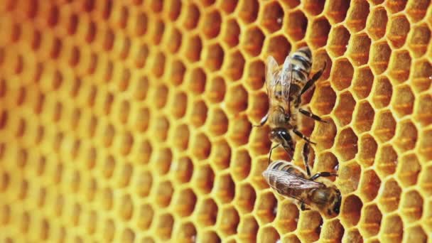 Vue des abeilles en nid d'abeille 