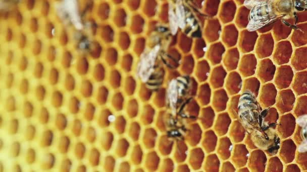 Vue des abeilles en nid d'abeille 