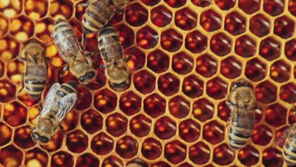 Blick auf Bienen auf Waben — Stockvideo