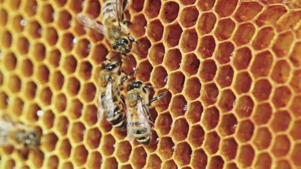 Vista das abelhas no favo de mel — Vídeo de Stock