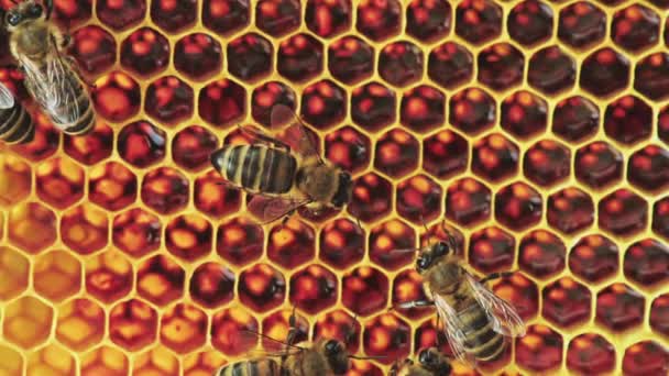 Vue des abeilles en nid d'abeille — Video