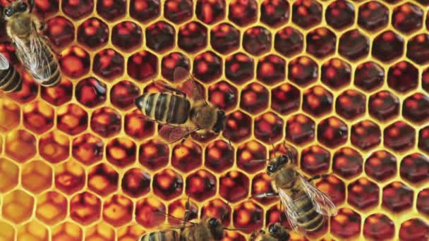 Vue des abeilles en nid d'abeille 