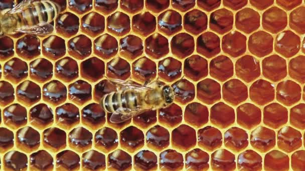 Vista de abejas en panal — Vídeos de Stock