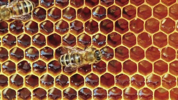 Vue des abeilles en nid d'abeille 