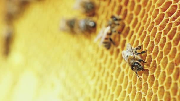 Widzenia pszczół na plaster miodu — Wideo stockowe