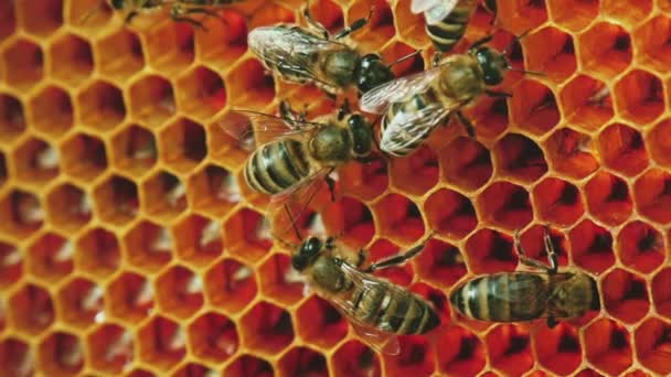 Blick auf Bienen auf Waben — Stockvideo
