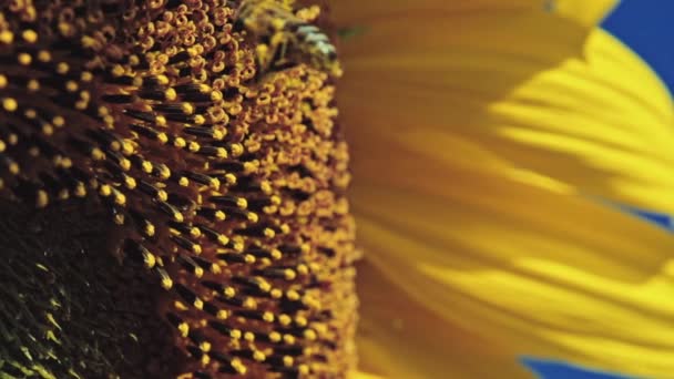 Abeille travaillant sur le tournesol — Video