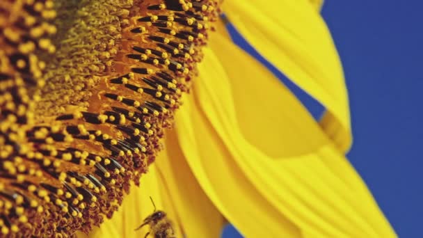 Bee working on Sunflower — Stock Video