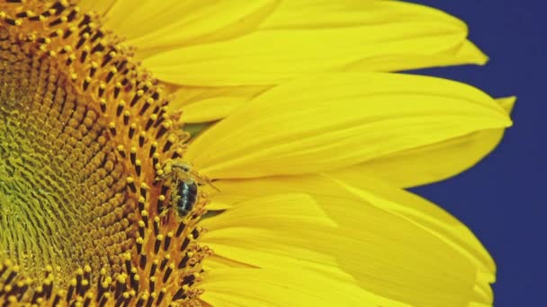 Abeille travaillant sur le tournesol — Video