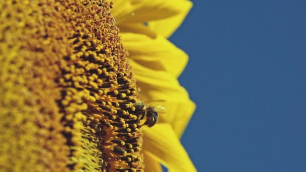 Abeja trabajando en girasol — Vídeos de Stock