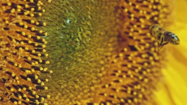 Biene arbeitet an Sonnenblumen — Stockvideo