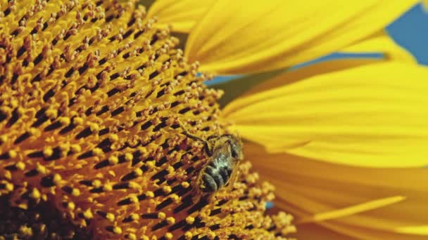 Abeille travaillant sur le tournesol 