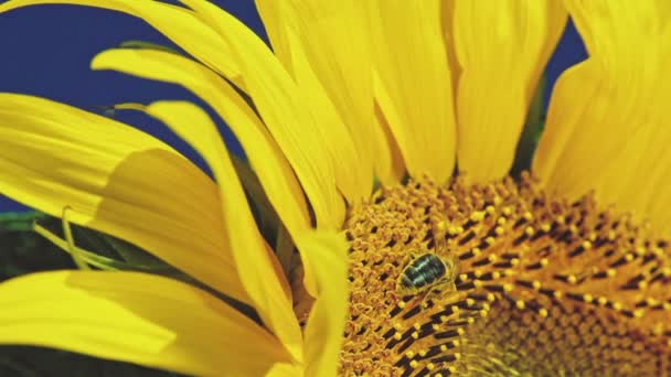 Abeja trabajando en girasol — Vídeos de Stock