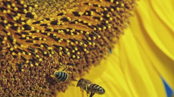 Včela pracovat na slunečnice — Stock video