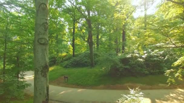 Sol brilhando através de bosques na floresta — Vídeo de Stock