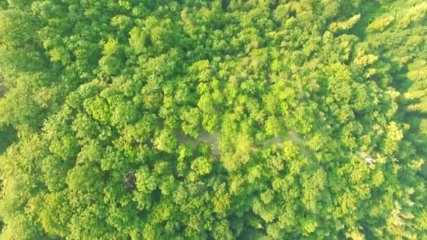 AÉRIAL du parc et de la forêt profonde — Video