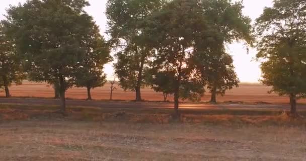 La luz del sol a través de árboles en el campo — Vídeo de stock