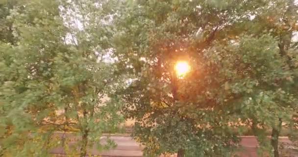 La luz del sol a través de árboles en el campo — Vídeo de stock