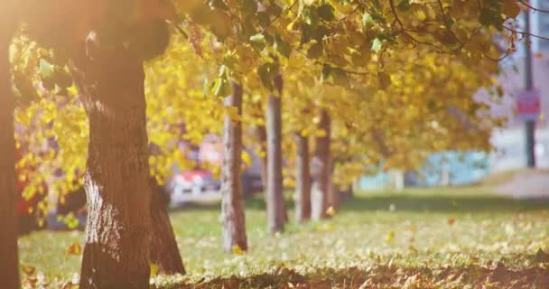 Bladeren vallen in de herfst stadspark — Stockvideo