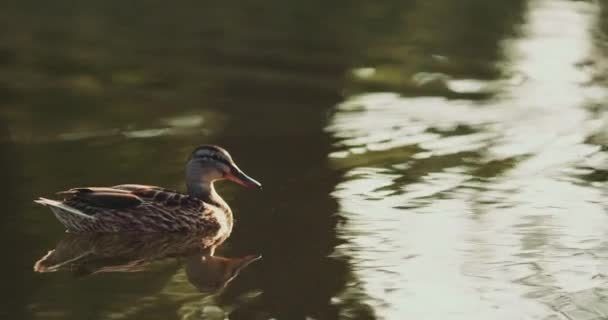 Утка плавает в тихой воде озера — стоковое видео