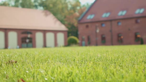 Waving green grass with buildings — Stock Video