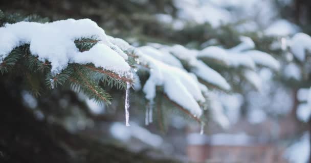 Icicles derretimiento y goteo en abeto — Vídeos de Stock