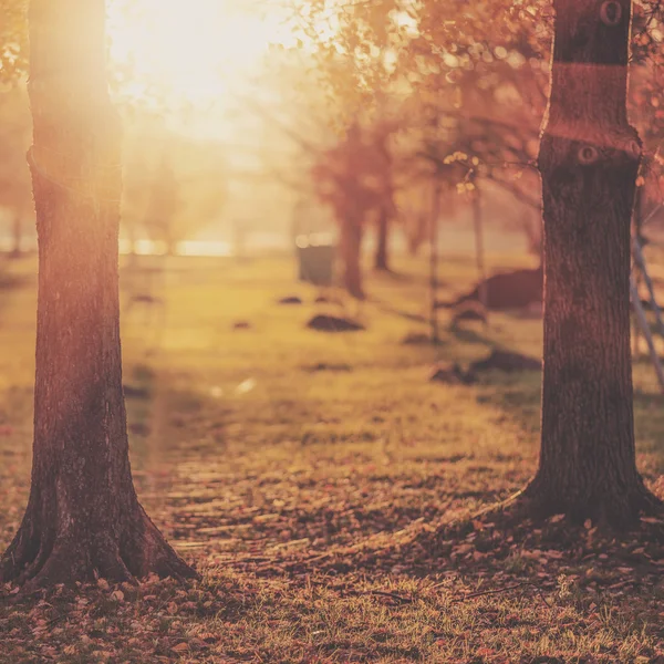 Pittoreska höst park bakgrund — Stockfoto