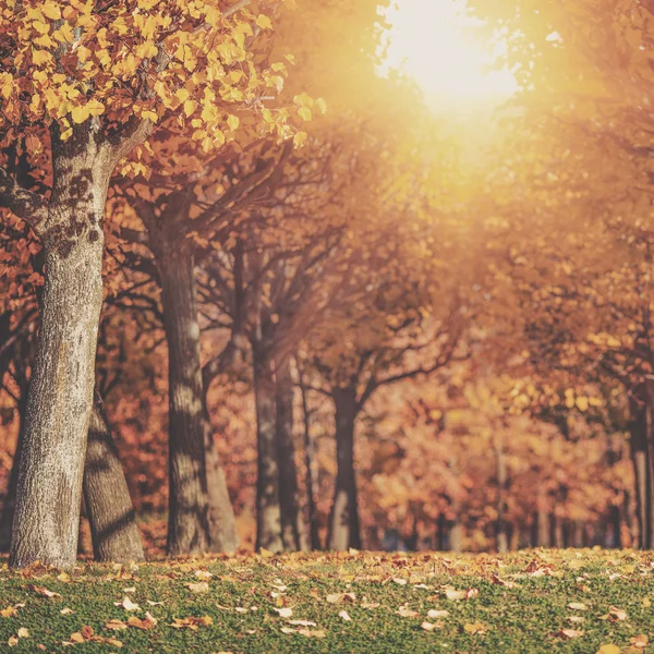 Herfst park achtergrond — Stockfoto