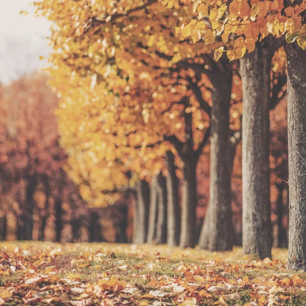 Pittoreske herfst park achtergrond — Stockfoto