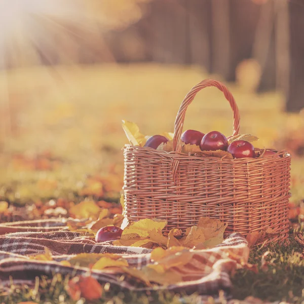 Panier complet de pommes rouges juteuses — Photo