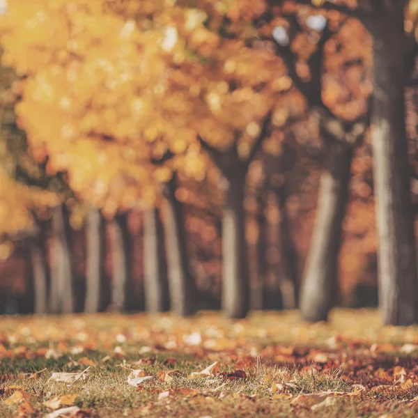 Picturesque autumn park background — Stock Photo, Image