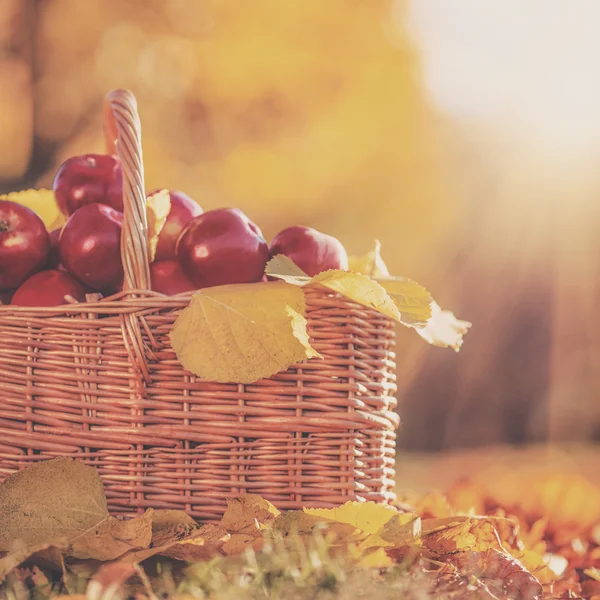 Full basket of red juicy apples — Stock Photo, Image