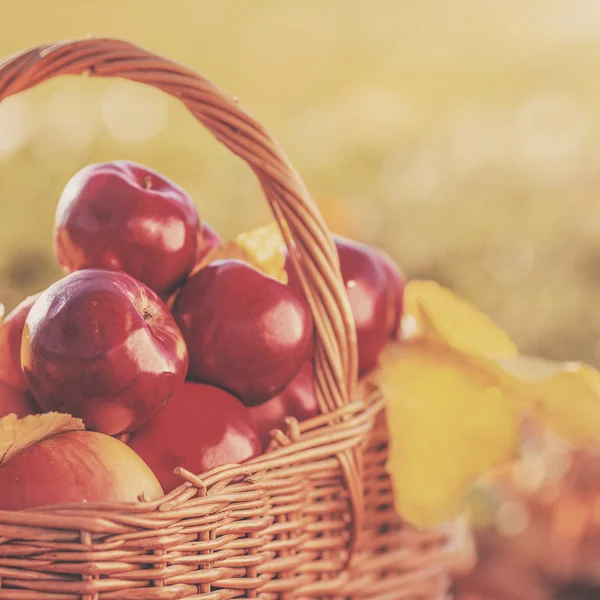 Full basket of red juicy apples — Stock Photo, Image