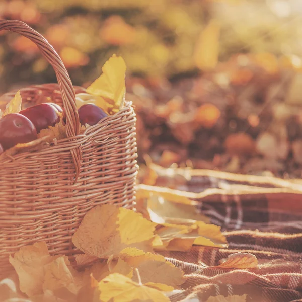 Panier complet de pommes rouges juteuses — Photo