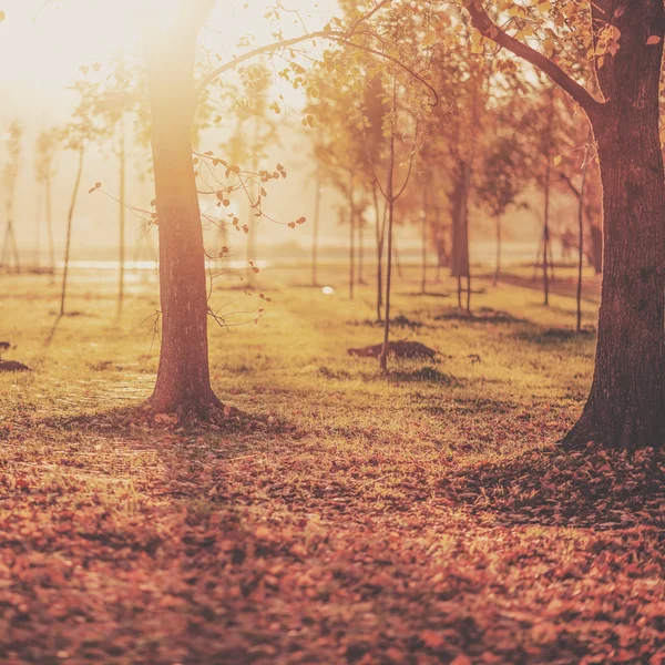 Pintoresco fondo del parque otoñal Fotos De Stock Sin Royalties Gratis